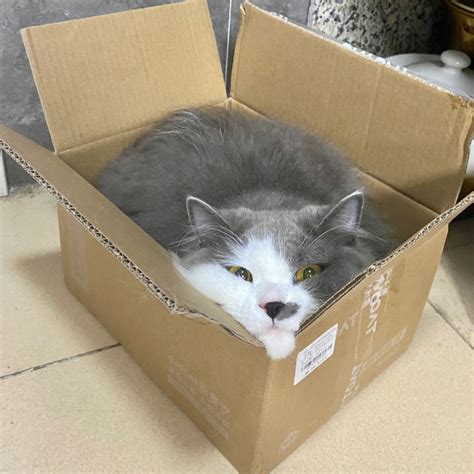 箱子里的神明 吊蘭 貓